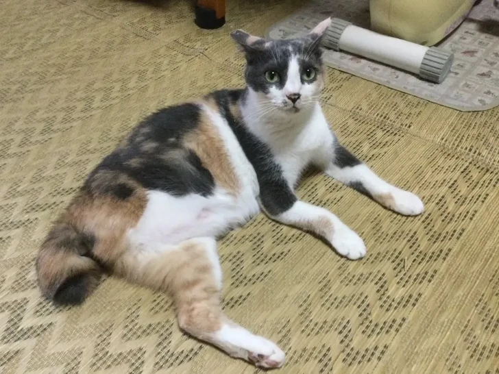 大型扇風機に巻き込まれて足を無くした猫の回復した画像