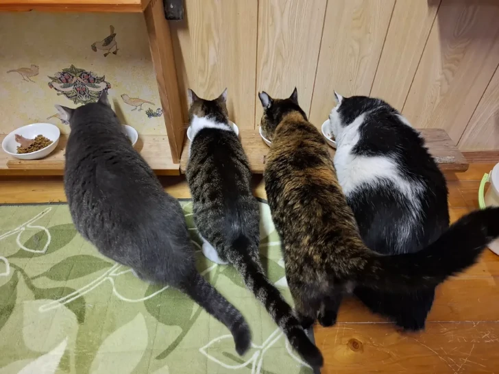 にゃんこ邸さんが保護しているキャリア猫たちの画像