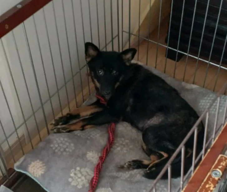 噛みつき犬と呼ばれた保護犬画像
