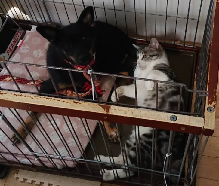 愛猫と噛みつき犬の画像