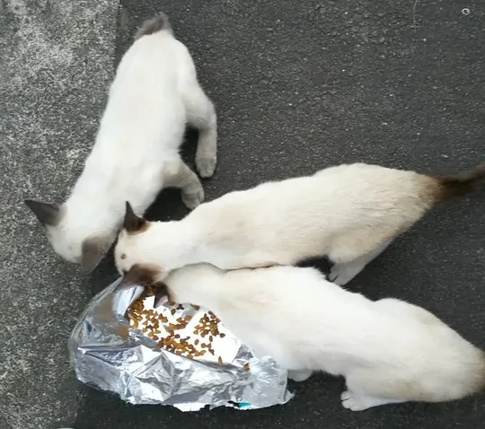 職場近くに遺棄されていた3頭の子猫の画像
