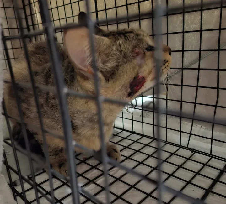 TNRで捕獲した猫の画像