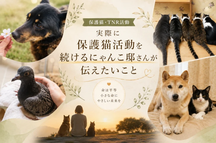 実際に保護猫活動を続けるにゃんこ邸さんが伝えたいこと